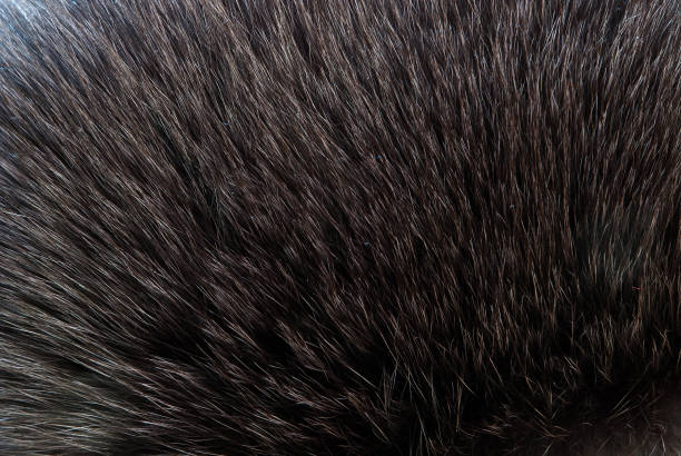 brown and black and white animal fell texture.