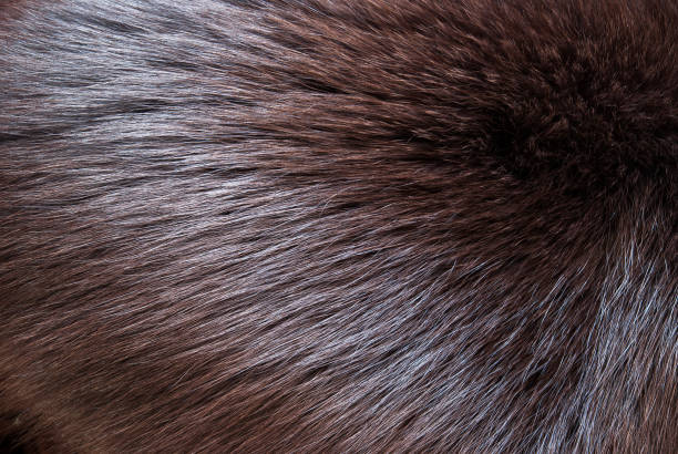 istock brown and black and white animal fell texture 1124692154