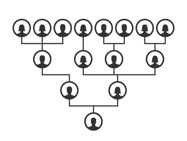 illustrations, cliparts, dessins animés et icônes de modèle de graphique d’arbre généalogique, généalogie ou de descendance. arbre généalogique de votre famille icones infographie avatars portraits dans des cadres circulaires reliés par des lignes. liens entre les membres de la famille. bloodline - multi generation family isolated people silhouette