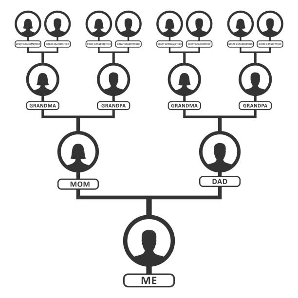 Family tree, pedigree or ancestry chart template. Family genealogical tree icons infographic avatars portraits in circular frames connected by lines. Links between relatives. Bloodline Family tree, pedigree or ancestry chart template. Family genealogical tree icons infographic avatars portraits in circular frames connected by lines. Links between relatives. Bloodline Vector genealogy stock illustrations