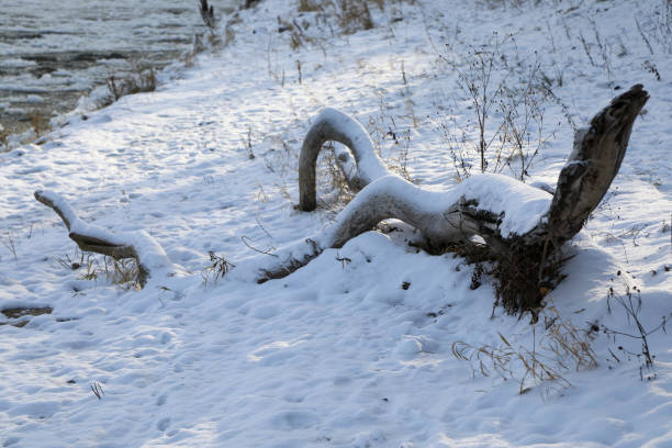istock Wooden branch covered by snow 1124695635