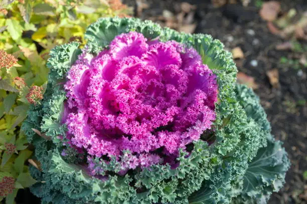 Top view of the decorative cabbage growing in a flower bed. Hybrid variety 'Nagoya Red F1'.