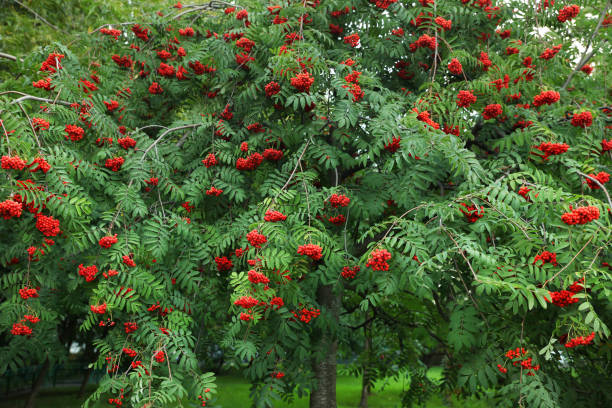 bel arbre de rowan dans le jardin - sorbe photos et images de collection