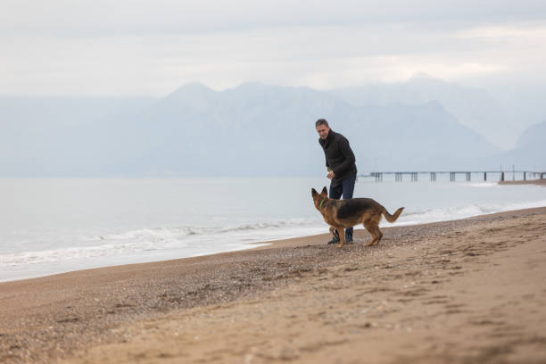German Shepherd having fun on a beach