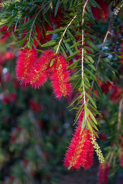 istock Australian red bottle brush in bloom with vibrant red flowers 1124698070