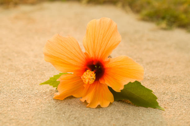 istock Hibiscus rosa also know as China rose. 1124699655