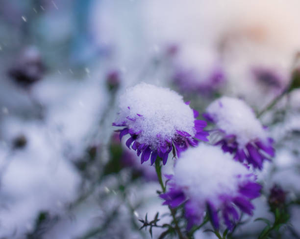 istock Snow-covered flowers alpine aster. 1124699983