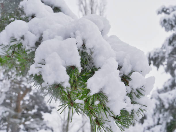 istock Frosted and snowy pine branch with unfocused background 1124700148