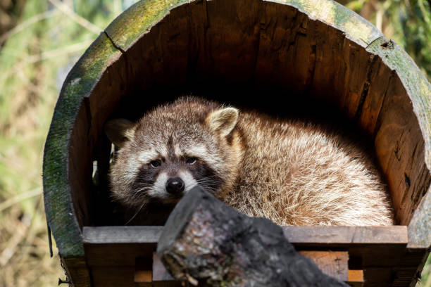 istock A raccoon looks straight into the camera 1124700996