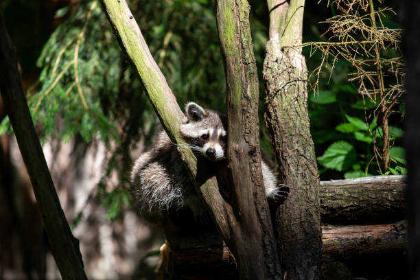 istock A raccoon looks straight into the camera 1124701625