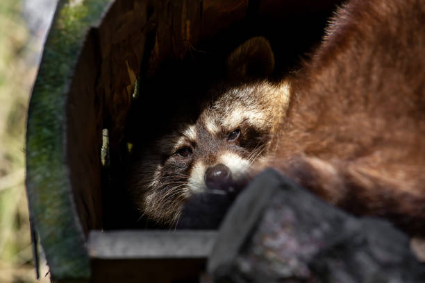 istock A raccoon looks straight into the camera 1124701628