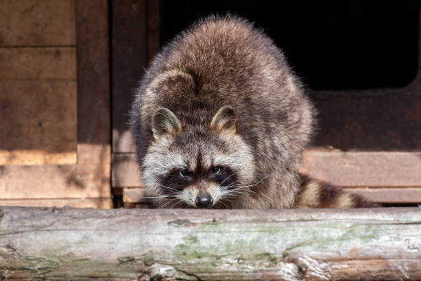 istock A raccoon looks straight into the camera 1124701685