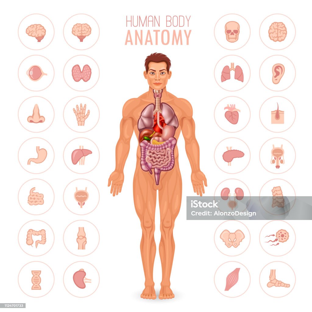 Human Body Anatomy - Male Male body and internal organs The Human Body stock vector