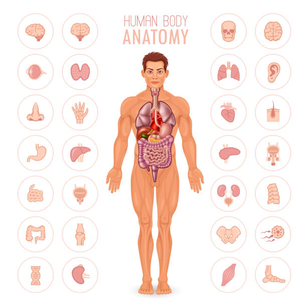 Human Body Anatomy - Male Male body and internal organs phallic object stock illustrations