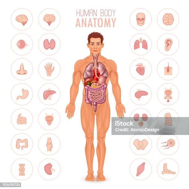 Human Body Anatomy Male Stock Illustration - Download Image Now - The Human Body, Anatomy, Biology
