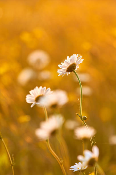 istock Sunset light on the field with daisy flower 1124701767