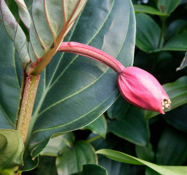 istock Rose grape (Medinilla magnifica). Close-up of tropical flower. 1124701965
