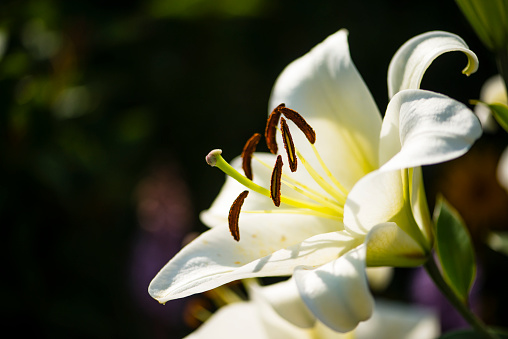 Macro capture of a blooming white easter lily in a summer garden bed with the focus on the centre stamen.
