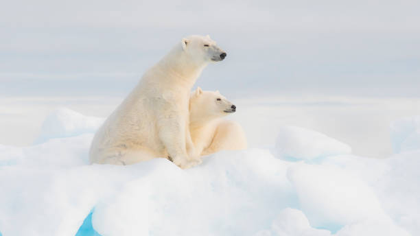 ours polaires - svalbard islands photos et images de collection
