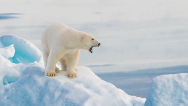 Arctic Queen Big female polar bear at Svalbard polar bear photos stock pictures, royalty-free photos & images
