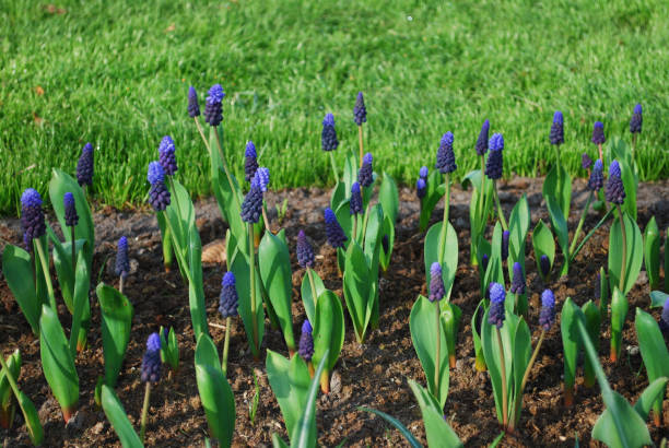 Muscari latifolium grown on the flowerbed. Decorative plants. Muscari latifolium grown on the flowerbed. Decorative plants for gardening. muscari latifolium stock pictures, royalty-free photos & images