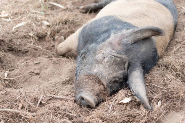 istock Pot bellied pig in mud 1124707034