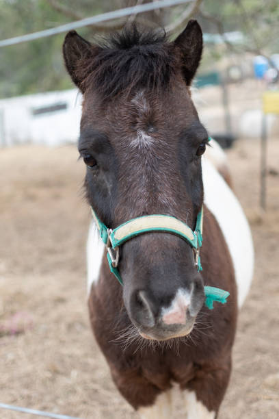 istock brown and white pony with green bridle 1124707097