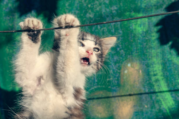 istock beautiful kitten hanging on the wire, toned 1124709158