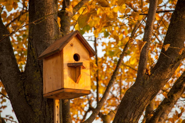 istock Autumn, Autumn landscape, a house for birds on a tree 1124709400