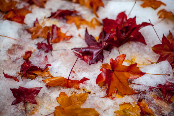 istock Autumn background, Red and yellow Maple leaves on the first snow 1124709787