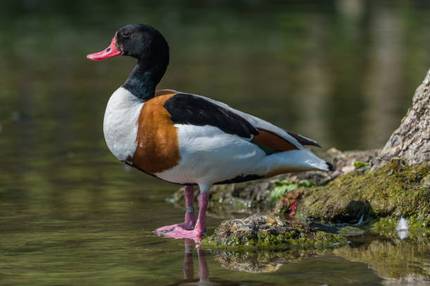 gemeinsamen brandgans seite stehend an den rand des wassers. - gattung kasarkas stock-fotos und bilder