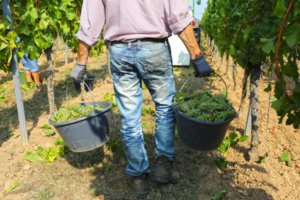 сбор винограда на виноградной верфи - chenin blanc стоковые фото и изображения