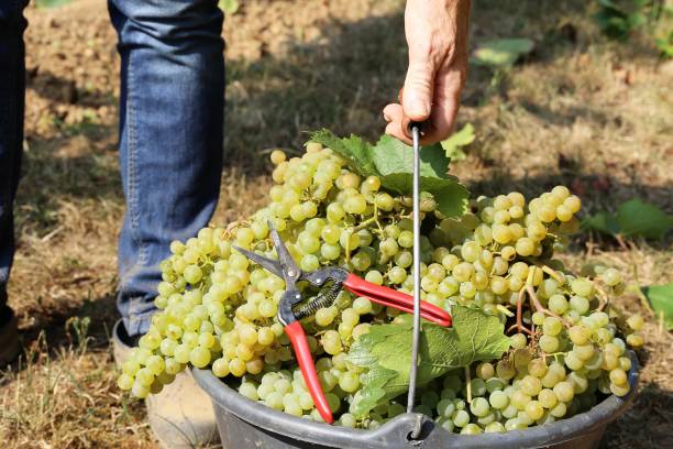 сбор винограда на виноградной верфи - chenin blanc стоковые фото и изображения