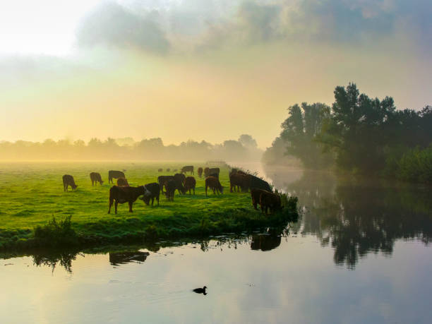 Many ruminating cows in green meadow. Many grazing cows in pasture at a dramatic sky, sun shining, water refection. Typical Dutch scene.  the Netherlands. grazing stock pictures, royalty-free photos & images