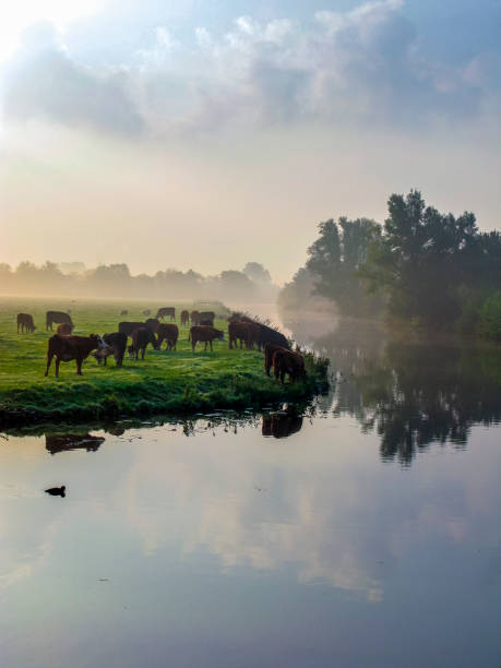 istock Many ruminating cows in green meadow. 1124712667
