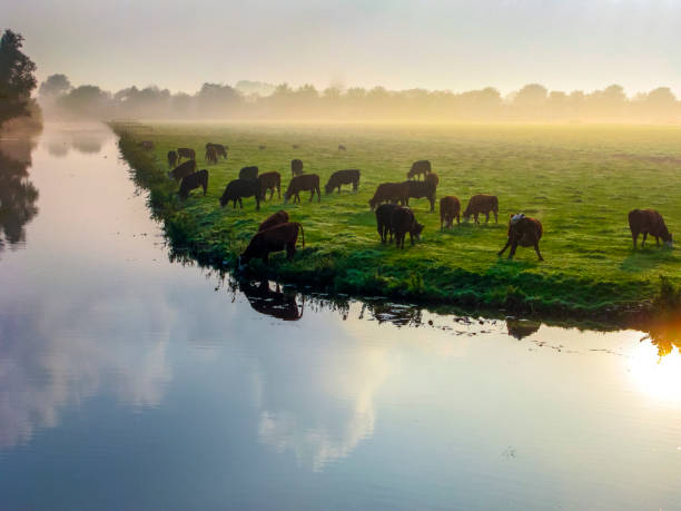 istock Many ruminating cows in green meadow. 1124712678