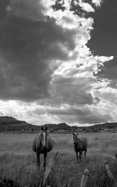 istock Black and white horses in a meadow under a cloudy sky 1124715863