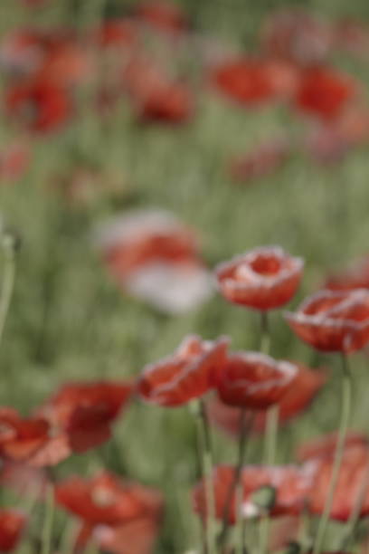istock abstract of defocus flowers 1124716499