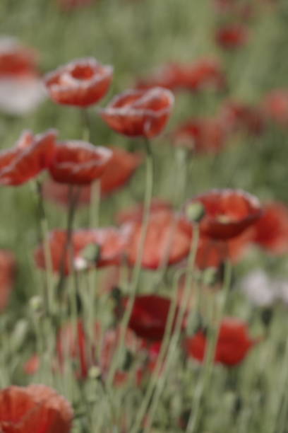 istock abstract of defocus flowers 1124716531