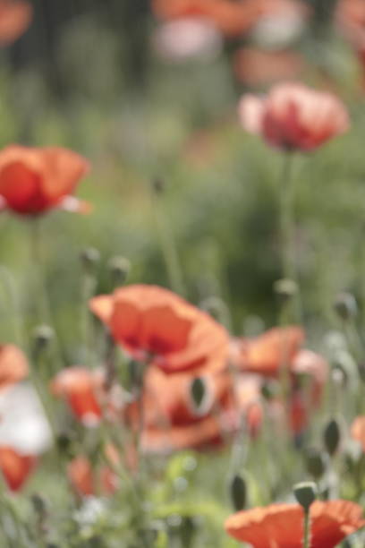 istock abstract of defocus flowers 1124716886