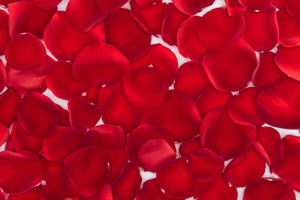istock floral background made with red rose petals 1124717694