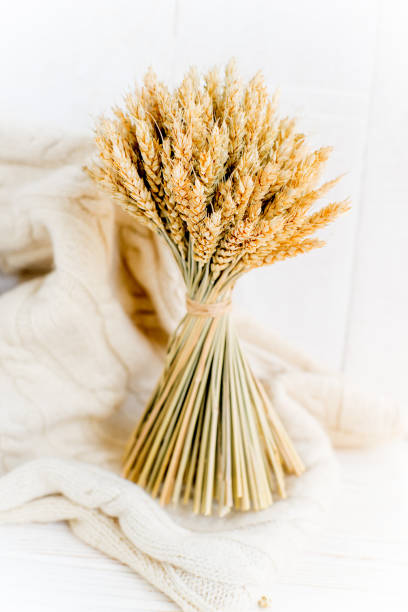 istock wisp of wheat ears and wheat grains 1124720007
