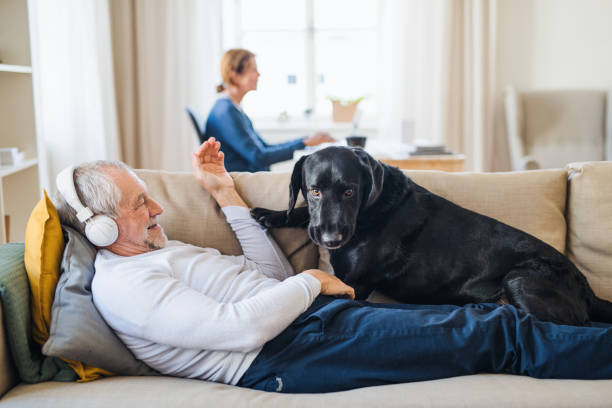 una senior pareja feliz dentro de la casa con un perro de mascota en casa, con ordenador portátil y auriculares. - senior couple audio fotografías e imágenes de stock