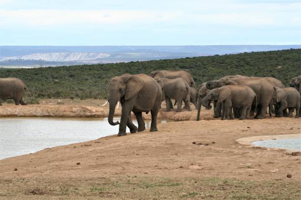 istock Elephants in South Africa 1124721851