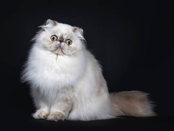istock Cute fluffy tabby point Persian cat / kitten sitting side ways. Looking at camera with big round eyes. Isolated on black background. Tail behind body 1124721897