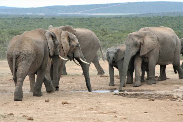 istock Elephants in South Africa 1124721906