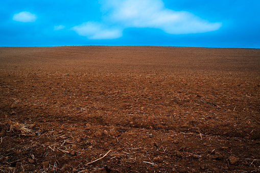 Tierra cultivada con placas y plantas recogidas con cielo azul photo