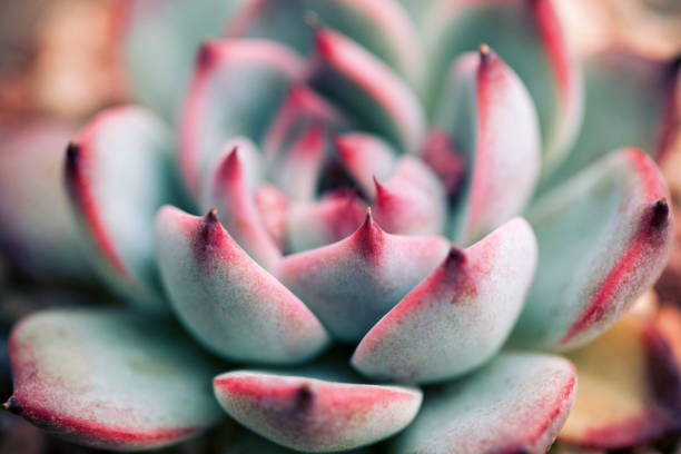 istock Close up of succulent plant backgruond 1124724482