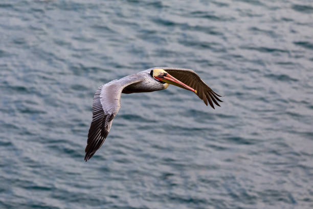 istock Pelican Bird in flight over the Pacific Ocean 1124725099