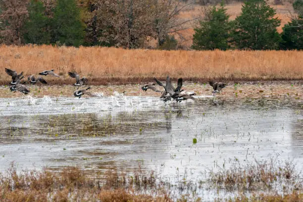 Flock of Geese taking off from a pond in the country on a cold fall day